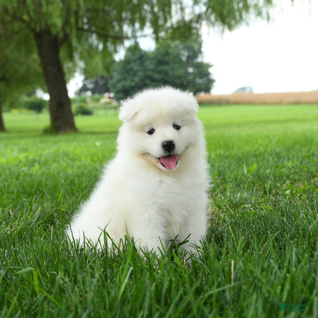 Samoyed dogs for sale: Gabby - Image 4
