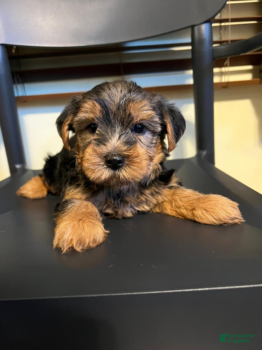 Yorkshire Terrier dogs for sale: Cody - Image 2