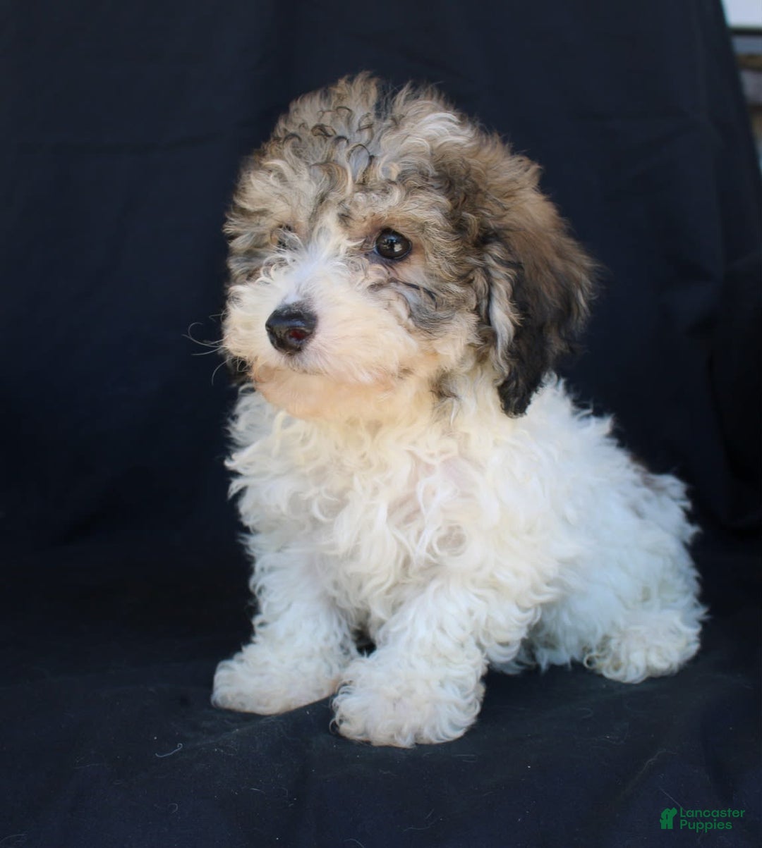 Bichpoo dogs for sale: Bichpoo 5 puppies - Image 6