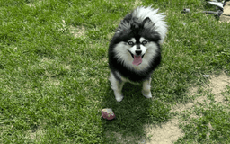 Pomsky dogs for sale: Ruger Iron Tate - Image 2