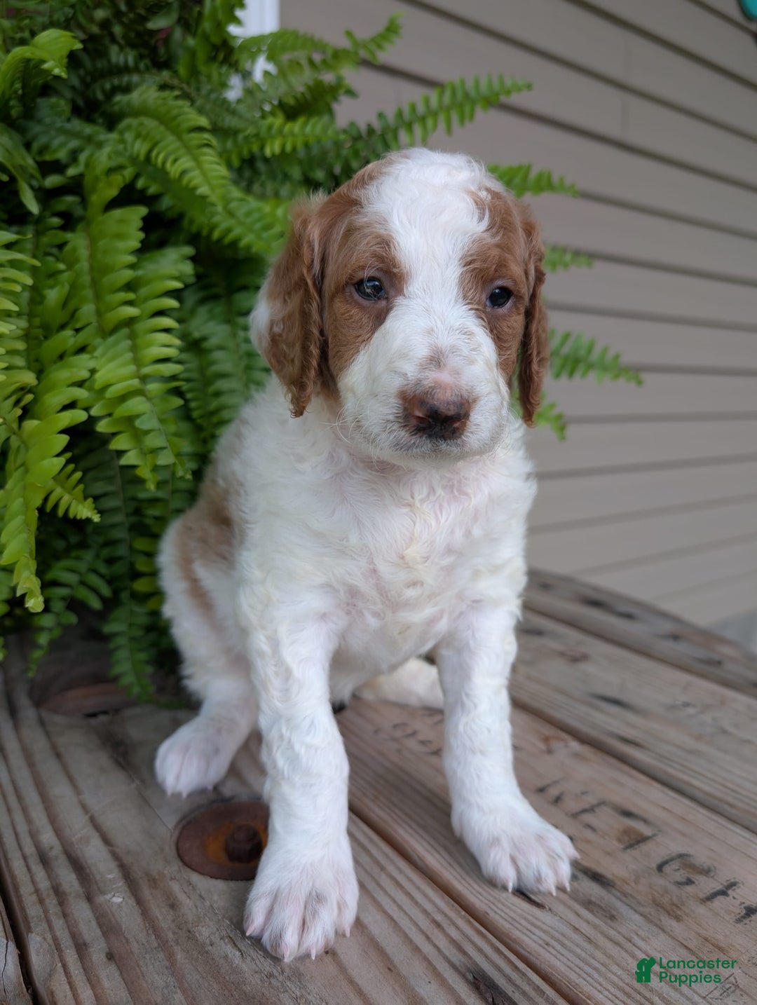 Goldendoodle dogs for sale: Willow - Image 1