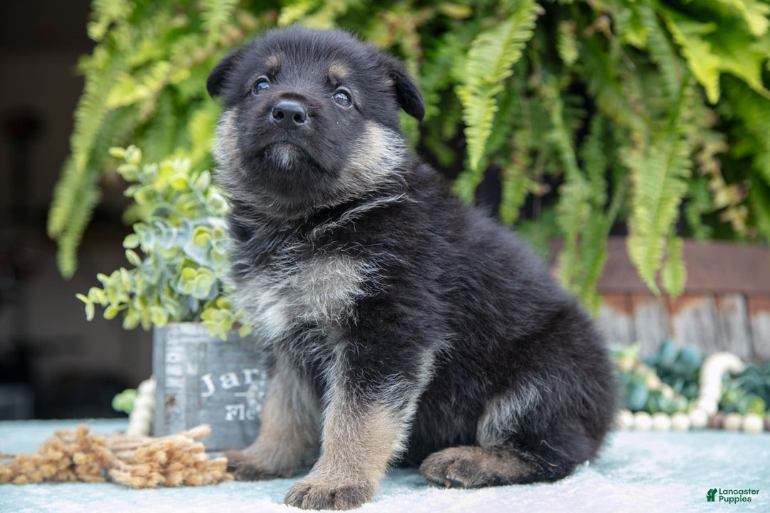 German Shepherd dogs for sale: Axel - Image 3