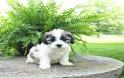 Cavachon dogs for sale: Olivia - Image 4