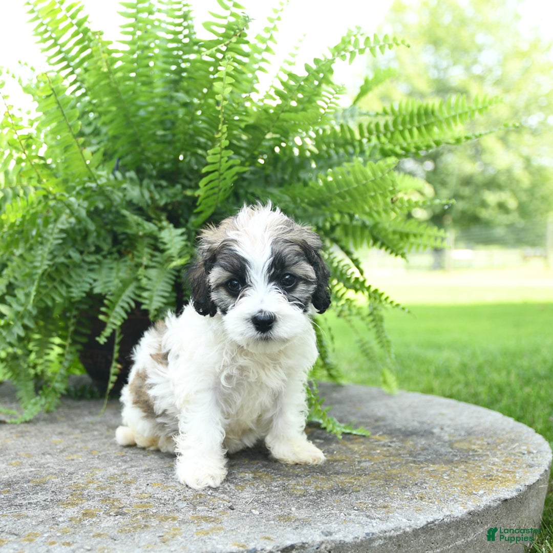 Cavachon dogs for sale: Olivia - Image 4
