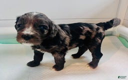 Aussiedoodle dogs for sale: Ollie - Image 1