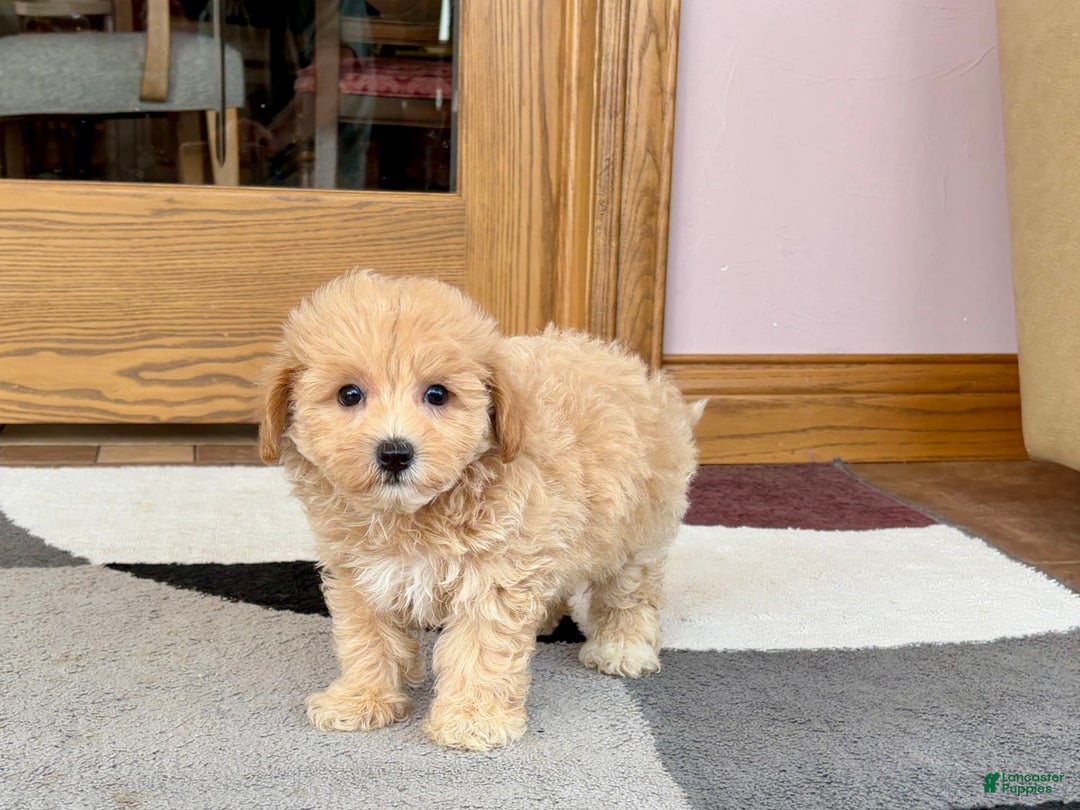 Maltipoo dogs for sale: Wyman - Image 3