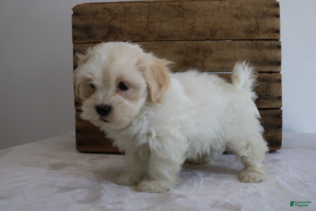 Teddy Bear dogs for sale: Karter - Image 3