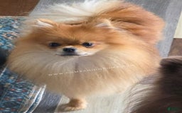 Pomeranian dogs for sale: Zara - Akc - Orange Sable Merle - Image 7