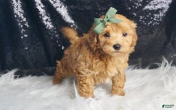 Maltipoo dogs for sale: Maltipoo 2 puppies - Image 4
