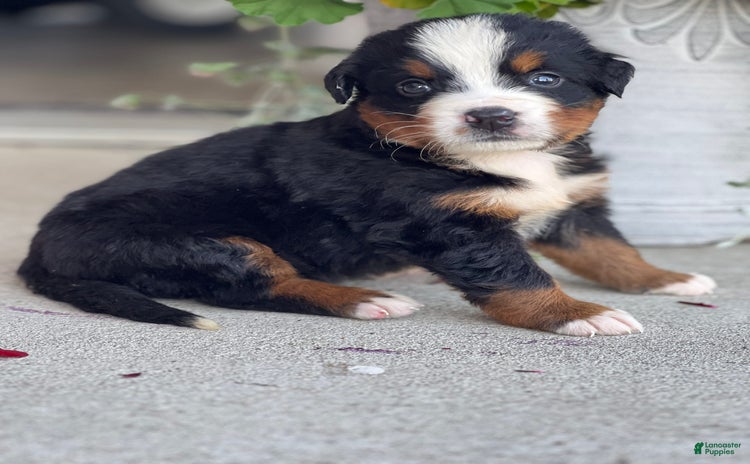 Bernese Mountain Dog dogs for sale - Ad 4