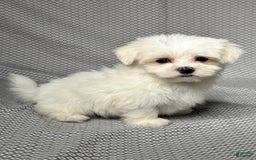 Maltese dogs for sale: Tyler - Image 3