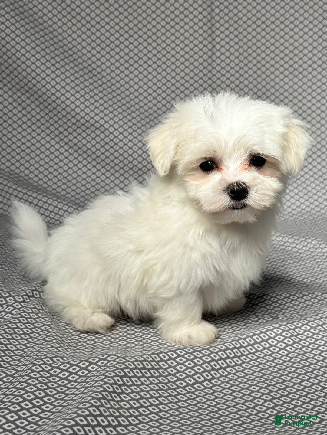 Maltese dogs for sale: Tyler - Image 3