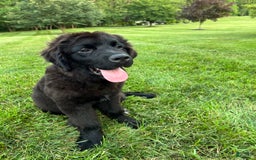 Newfoundland dogs for sale: Annie - Image 4