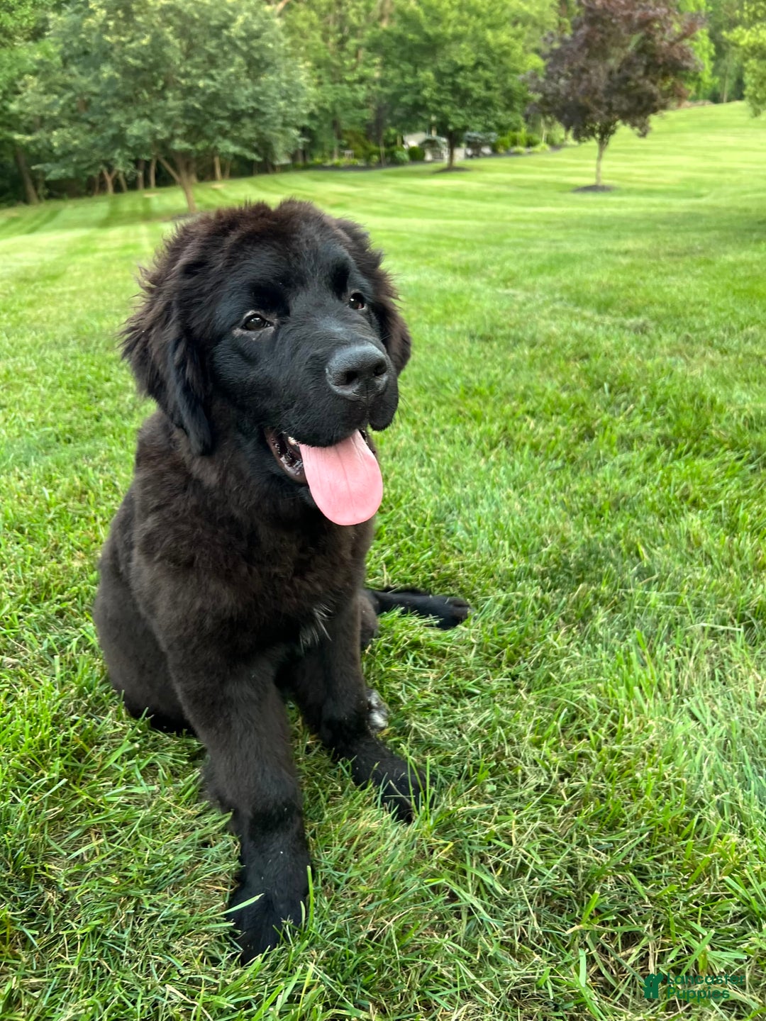 Newfoundland dogs for sale: Annie - Image 4