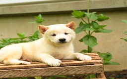 Shiba Inu dogs for sale: Pete - Image 5