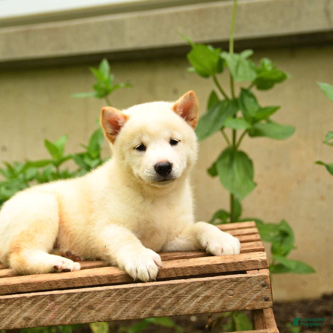 Shiba Inu dogs for sale: Pete - Image 5