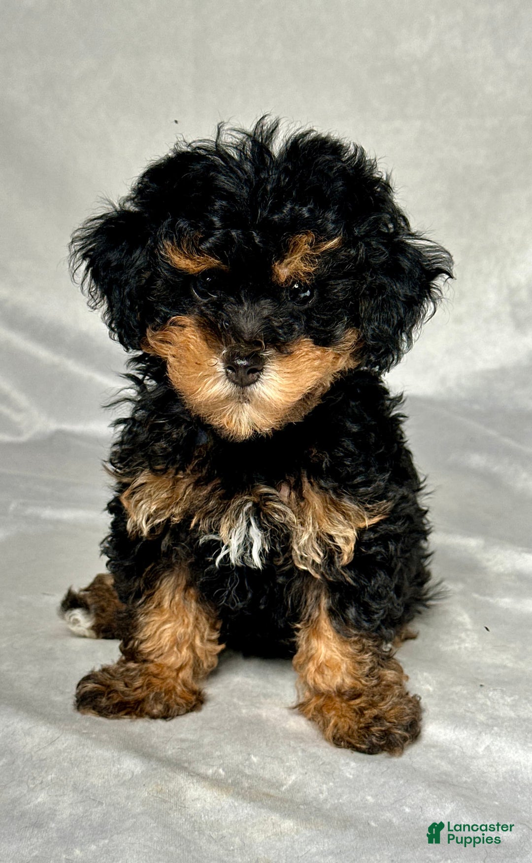 Miniature Poodle dogs for sale: Lola - Image 1