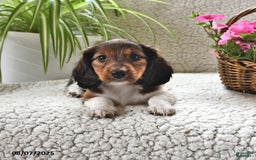 Miniature Dachshund dogs for sale: Rover - Image 2