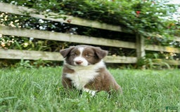 Border Collie dogs for sale: Grover - Image 1
