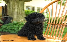 Toy Poodle dogs for sale: George - Image 6