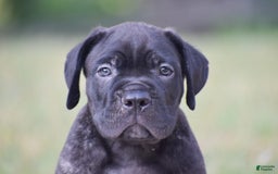 Cane Corso dogs for sale: River - Image 5