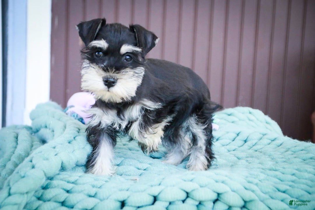 Miniature Schnauzer dogs for sale: Cinderella - Image 3