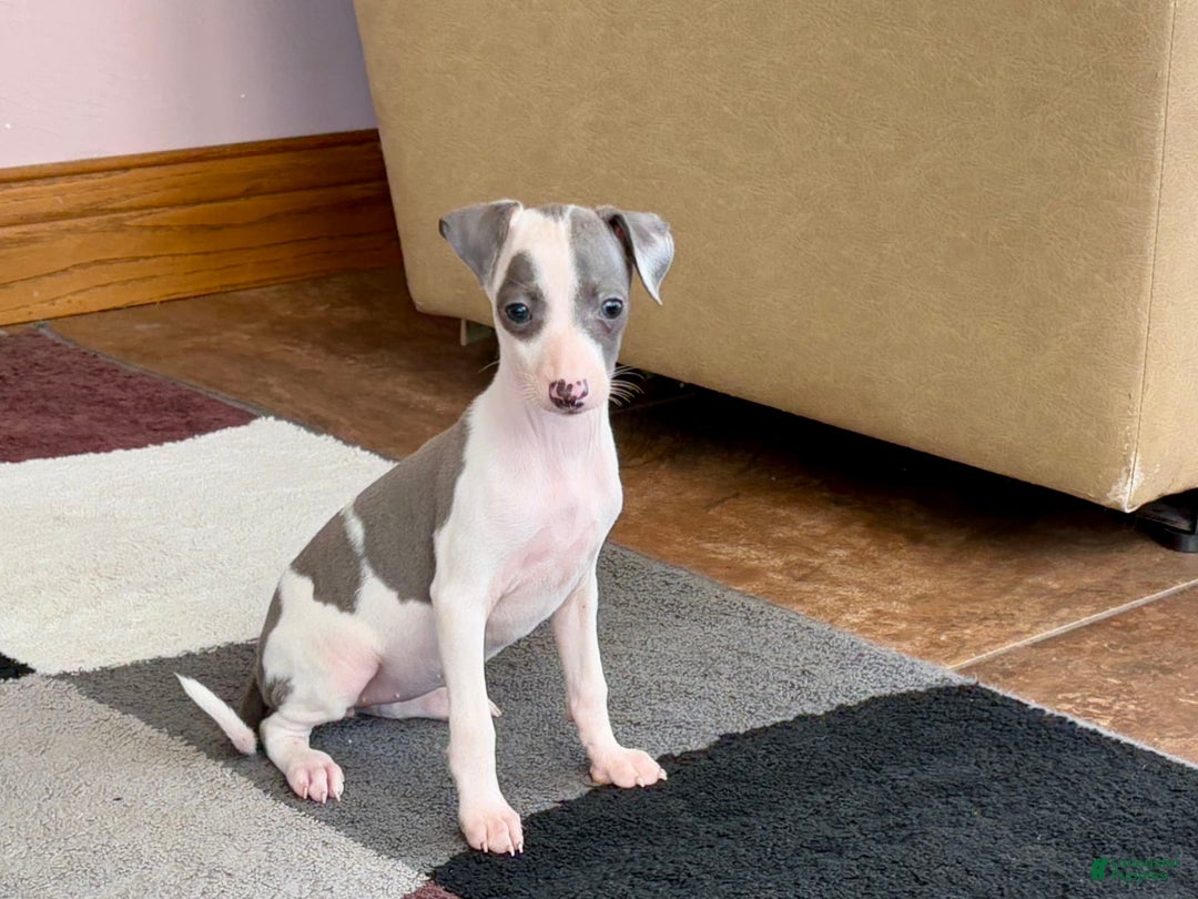 Italian Greyhound dogs for sale: Tina - Image 14