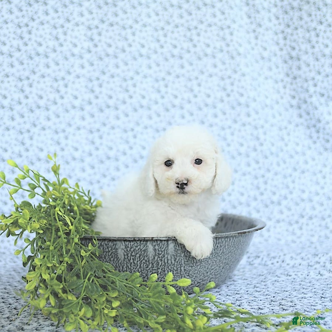 Mini Goldendoodle dogs for sale: Sophie - Image 15