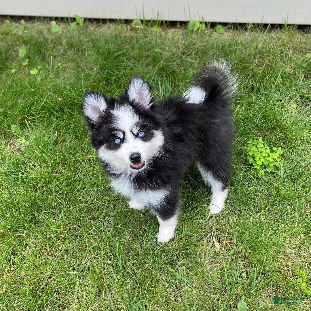 Pomsky dogs for sale: Luffy - Image 16