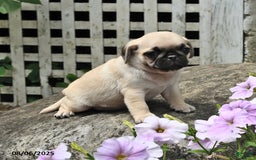 Pug dogs for sale: Pug 7 puppies - Image 1