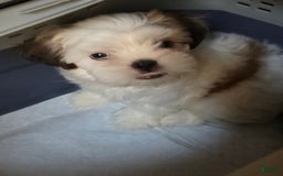 Shih Tzu dogs for sale: Fat Girl - Image 1