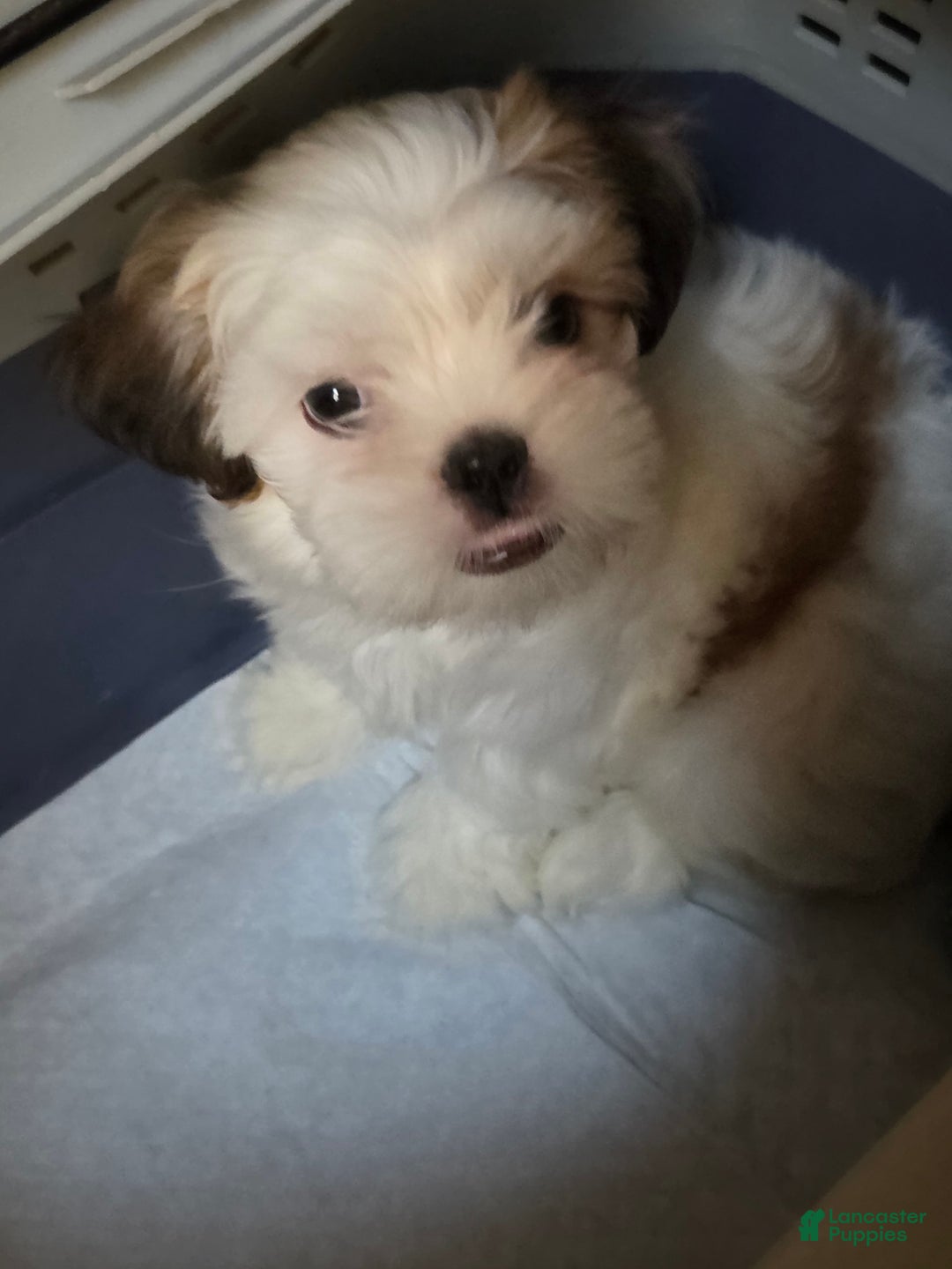 Shih Tzu dogs for sale: Fat Girl - Image 1