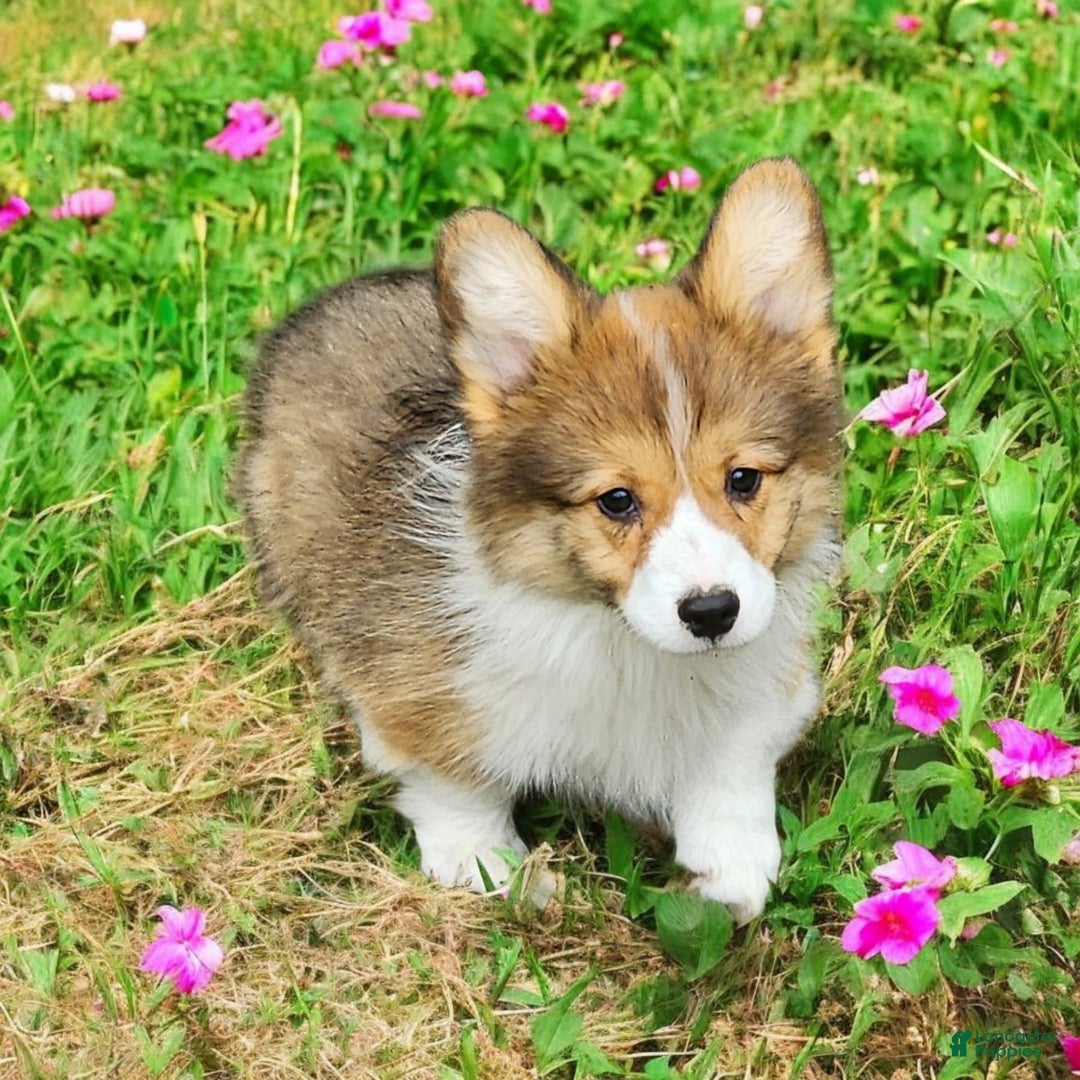 Welsh Corgi Pembroke dogs for sale: Trey Fluffy - Image 7