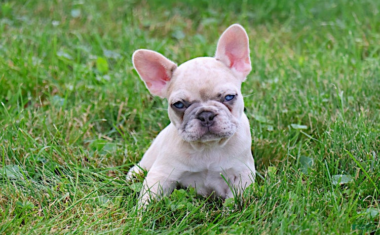 French Bulldog dogs for sale - Ad 1