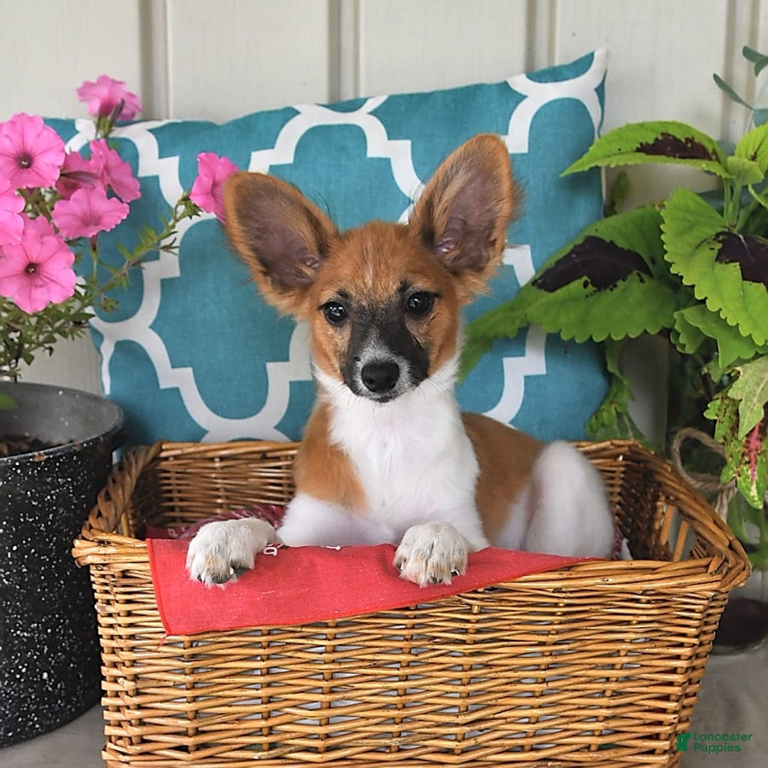 Papillon dogs for sale: Pluto - Image 3
