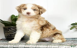 Aussiedoodle dogs for sale: Trixy - Image 7
