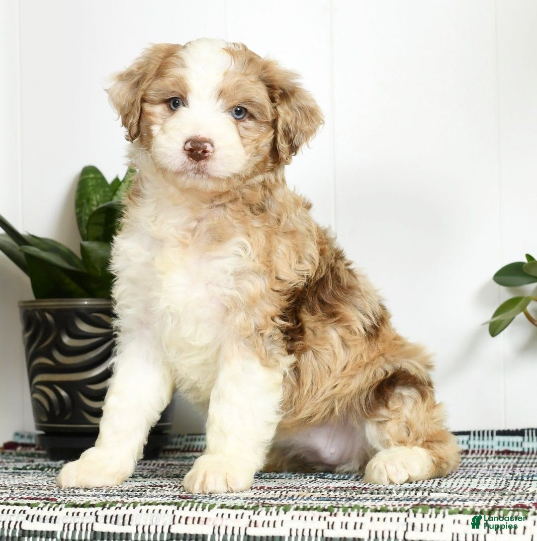 Aussiedoodle dogs for sale: Trixy - Image 7