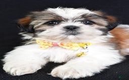 Shih Tzu dogs for sale: Logan - Image 5