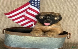 Soft Coated Wheaten Terrier dogs for sale: Molly - Image 2
