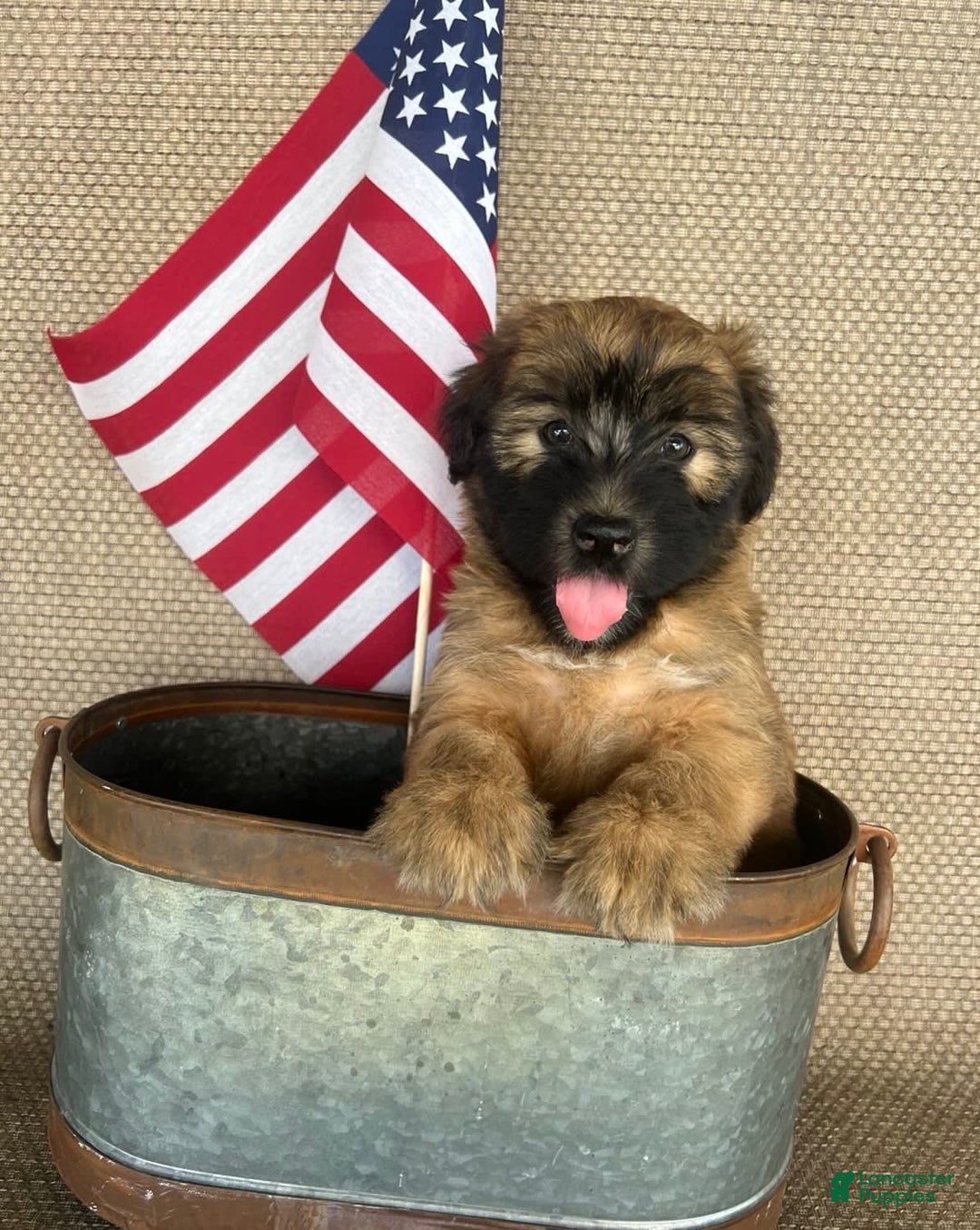 Soft Coated Wheaten Terrier dogs for sale: Molly - Image 2
