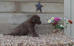 Labrador Retriever dogs for sale: Brenda - Image 2