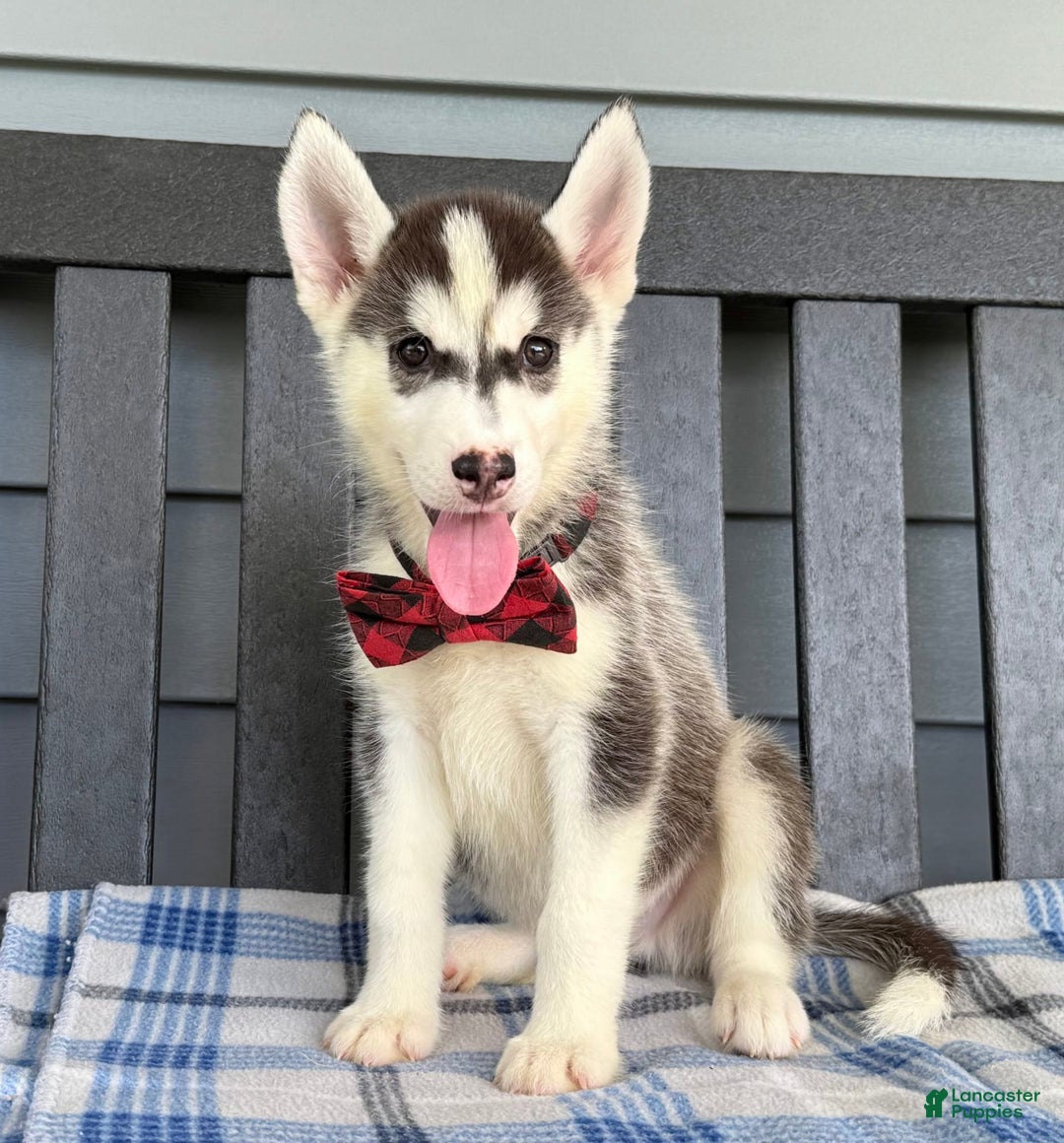 Siberian Husky dogs for sale: Charlie - Image 4