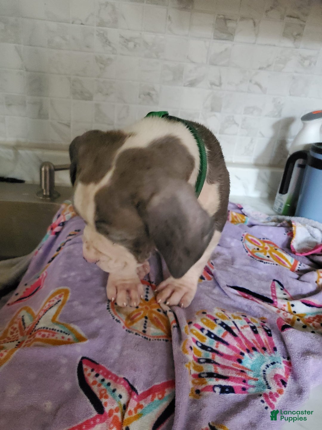 American Pit Bull Terrier dogs for sale: Spaz - Image 1