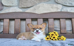 Welsh Corgi Pembroke dogs for sale: Brooke - Image 3