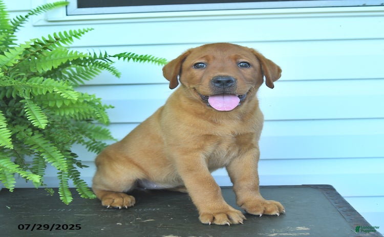 Labrador Retriever dogs for sale - Ad 2