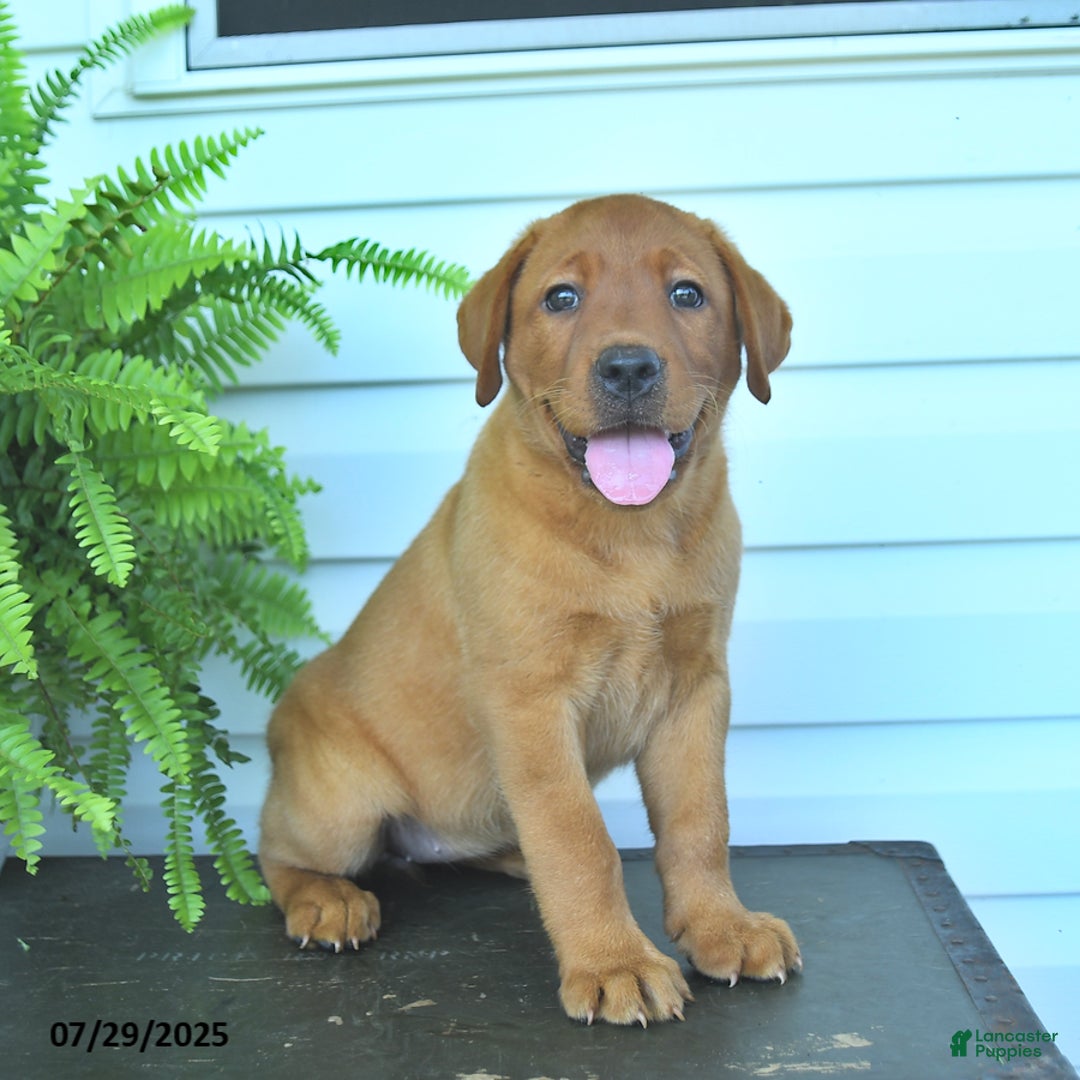 Labrador Retriever dogs for sale: Yasmine - Image 1