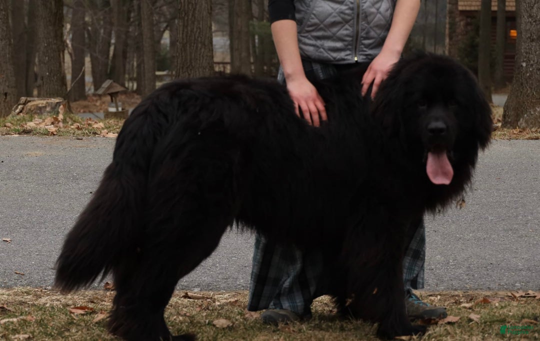 Newfoundland dogs for sale: Bella - Image 22