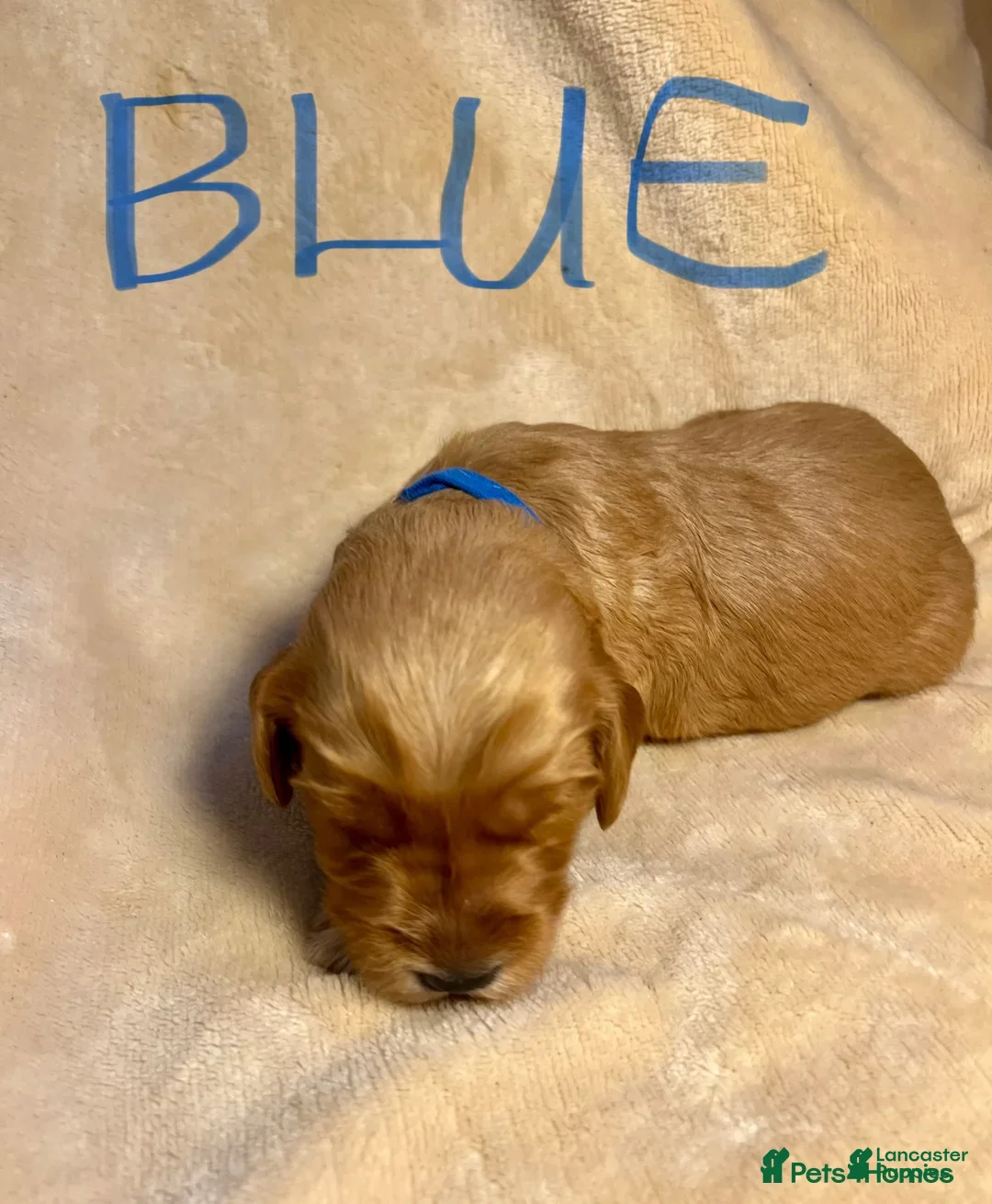 Labrador Retriever dogs for sale: Labrador Retriever Puppy 2 - Image 1