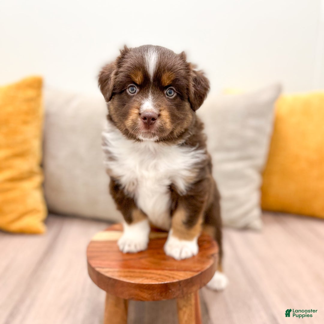Australian Shepherd dogs for sale: Milo - Image 6
