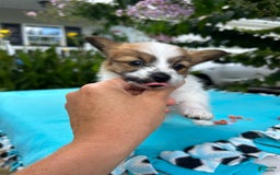 Papillon dogs for sale: Male Puppy 1 - Image 3